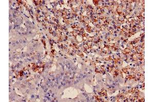 Immunohistochemistry of paraffin-embedded human adrenal gland tissue using ABIN7166476 at dilution of 1:100 (PTMA antibody  (AA 5-110))