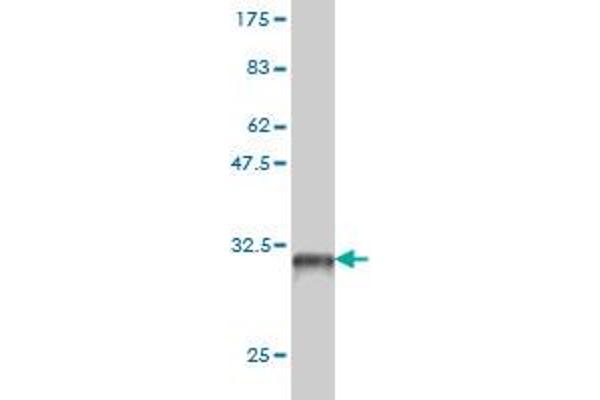 PBX4 antibody  (AA 319-374)