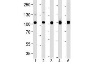 Western blot analysis of lysate from 1) MCF-7, 2) U251, 3) mouse NIH3T3, 4) rat C6 cell line and 5) mouse liver tissue using VCP antibody at 1:1000. (VCP antibody)