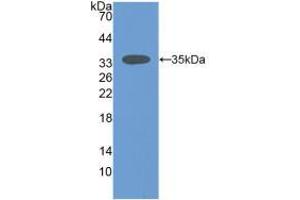 Western blot analysis of recombinant Mouse SIRT2. (SIRT2 antibody  (AA 65-340))