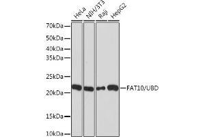 Western blot analysis of extracts of various cell lines, using F/UBD Rabbit mAb (ABIN7271134) at 1:1000 dilution. (UBD antibody)