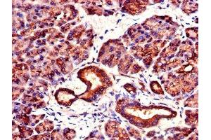IHC image of ABIN7142105 diluted at 1:1000 and staining in paraffin-embedded human pancreatic tissue performed on a Leica BondTM system. (14-3-3 zeta antibody  (AA 133-212))