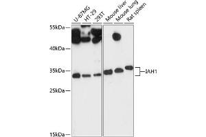 Western blot analysis of extracts of various cell lines, using I antibody (ABIN6133387, ABIN6142110, ABIN6142111 and ABIN6217805) at 1:3000 dilution.