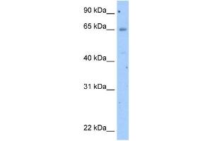 WB Suggested Anti-OCLN Antibody Titration:  2.