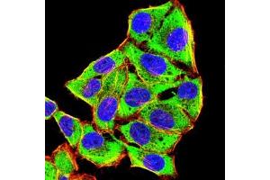 Immunofluorescence analysis of Hela cells using HAS1 mouse mAb (green). (HAS1 antibody)
