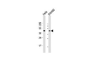All lanes : Anti-CCNB2 Antibody (Center S92/T94) at 1:1000 dilution Lane 1: Hela whole cell lysate Lane 2: S whole cell lysate Lysates/proteins at 20 μg per lane. (Cyclin B2 antibody  (AA 72-99))