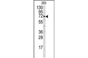Western blot analysis of anti-MIPEP Antibody in 293 cell line lysates (35ug/lane) (MIPEP antibody  (AA 307-336))