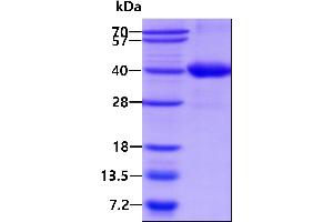 Signal Transducing Adaptor Family Member 1 (STAP1) protein (His tag)