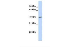 Image no. 1 for anti-Cytochrome P450, Family 4, Subfamily F, Polypeptide 12 (CYP4F12) (AA 252-301) antibody (ABIN6738618)