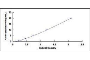 Dysferlin (DYSF) ELISA Kit