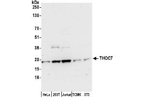 anti-THO Complex 7 (THOC7) (AA 1-50) antibody
