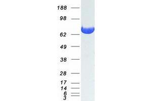 Validation with Western Blot (Moesin Protein (MSN) (Myc-DYKDDDDK Tag))