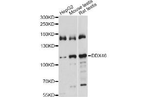 Western blot analysis of extracts of various cell lines, using DDX46 antibody. (DDX46 antibody)