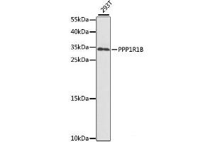 Western blot analysis of extracts of 293T cells using PPP1R1B Polyclonal Antibody at dilution of 1:1000. (DARPP32 antibody)