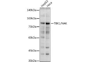 Western Blotting (WB) image for anti-TANK-Binding Kinase 1 (TBK1) (AA 440-729) antibody (ABIN3016268)