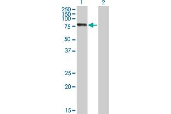 RBM6 antibody  (AA 1-601)