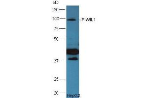 HepG2 lysate probed  at 1:5000 90min in 37˚C. (PIWIL1 antibody  (AA 551-650))