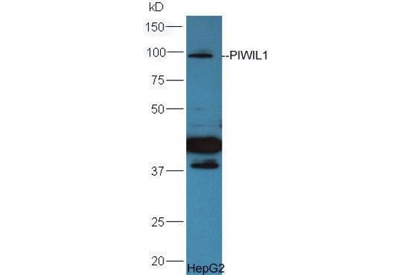 PIWIL1 antibody  (AA 551-650)
