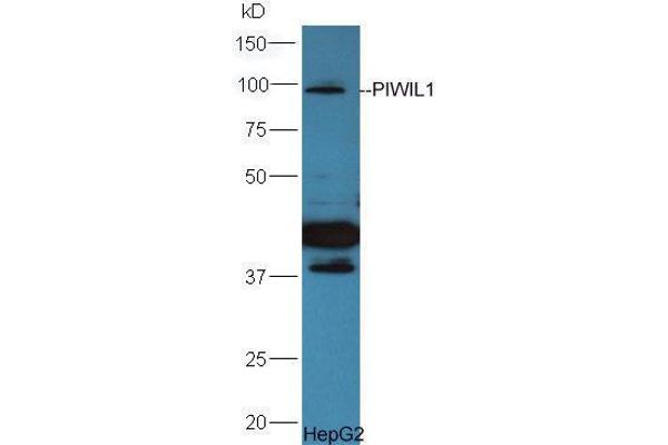 PIWIL1 抗体  (AA 551-650)