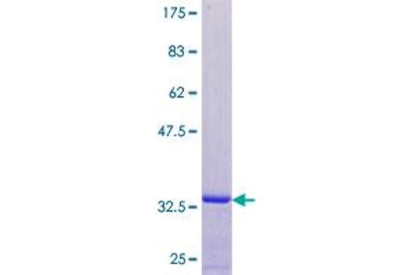 Ataxin 3 Protein (ATXN3) (AA 1-79) (GST tag)