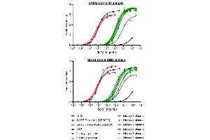 ELISA of the indicated samples against SARS CoV-2 S1 antigen (top) or RBD antigen (bottom). (Recombinant SARS-CoV-2 Spike S1 antibody  (RBD))