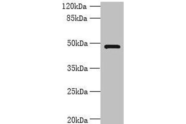 RNF26 antibody  (AA 246-433)