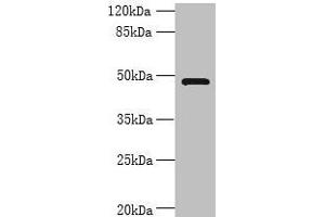 Western blot All lanes: RNF26 antibody at 6 μg/mL + 293T whole cell lysate Secondary Goat polyclonal to rabbit IgG at 1/10000 dilution Predicted band size: 48 kDa Observed band size: 48 kDa (RNF26 antibody  (AA 246-433))