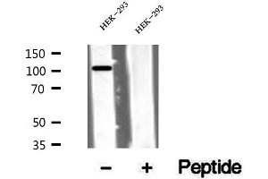 Western blot analysis of extracts of HEK-293 cells, using VPS11 antibody.