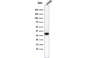 Western Blot Analysis of human liver tissue lysateusing Prohibitin Mouse Monoclonal Antibody (PHB/3230). (Prohibitin antibody  (AA 167-261))