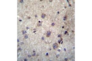 Immunohistochemistry analysis in formalin fixed and paraffin embedded human brain tissue reacted with HBQ1 Antibody (N-term) followed by peroxidase conjugation of the secondary antibody and DAB staining. (HBQ1 antibody  (N-Term))