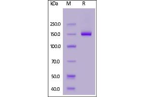 DCC Protein (AA 32-1097) (Fc Tag)