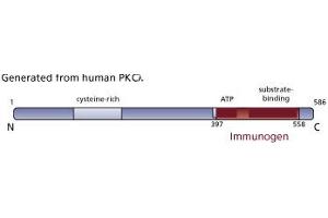 Image no. 1 for anti-Protein Kinase C, iota (PRKCI) (AA 397-558) antibody (ABIN967826) (PKC iota antibody  (AA 397-558))