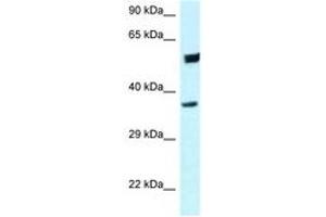 Image no. 1 for anti-Homer Homolog 3 (Drosophila) (HOMER3) (C-Term) antibody (ABIN6747696) (HOMER3 antibody  (C-Term))
