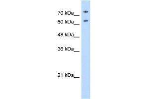 WB Suggested Anti-NCL Antibody Titration: 0.