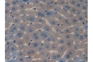 Detection of SPON1 in Mouse Liver Tissue using Polyclonal Antibody to Spondin 1 (SPON1)