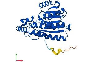 AlphaFold protein structure predicition of Mouse Recombinant Hpgd Protein, UniprotID Q8VCC1