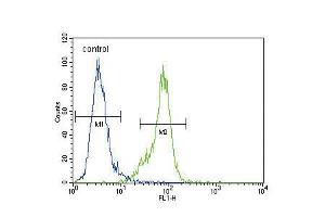 Flow cytometric analysis of MDA-MB435 cells (right histogram) compared to a negative control cell (left histogram). (DNMT1 antibody  (C-Term))