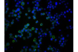 Immunofluorescence (IF) image for anti-Protein tyrosine Phosphatase, Receptor Type, C (PTPRC) (AA 24-575) antibody (ABIN7167502)