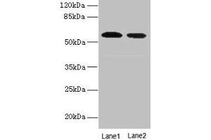 Western blot All lanes: Hmgcs1 antibody at 12 μg/mL Lane 1: NIH/3T3 whole cell lysate Lane 2: Mouse liver tissue Secondary Goat polyclonal to rabbit IgG at 1/10000 dilution Predicted band size: 58 kDa Observed band size: 58 kDa (HMGCS1 antibody  (AA 1-520))
