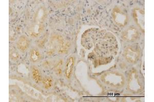 Immunoperoxidase of monoclonal antibody to FBN1 on formalin-fixed paraffin-embedded human kidney. (Fibrillin 1 antibody  (AA 2772-2871))