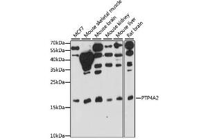 Western blot analysis of extracts of various cell lines, using PTP4A2 antibody. (PTP4A2 antibody)