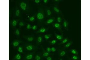 Immunofluorescence analysis of A549 cell using POLR2E antibody.