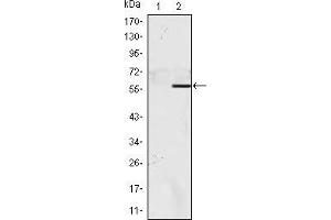 NAC1 antibody