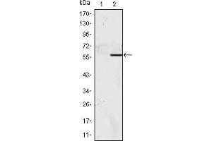 NAC1 antibody