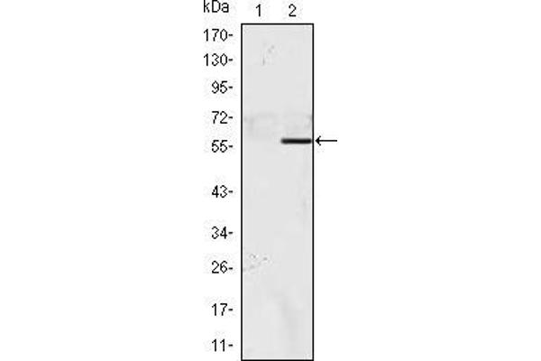 NAC1 antibody