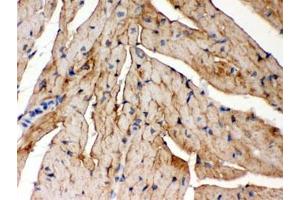 IHC testing of FFPE mouse heart with FXYD1 antibody. (FXYD1 antibody  (AA 21-92))
