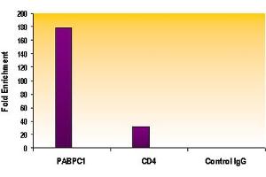 Histone H3K4me2 antibody (pAb) tested by ChIP analysis. (Histone 3 antibody  (2meLys4))