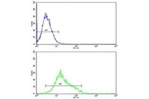 MFN2 antibody flow cytometric analysis of K562 cells (green) compared to a negative control (blue). (MFN2 antibody  (AA 447-476))
