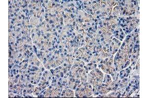 Immunohistochemical staining of paraffin-embedded Human pancreas tissue using anti-GUK1 mouse monoclonal antibody. (GUK1 antibody)