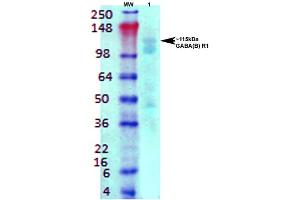 Western Blot analysis of Rat brain membrane lysate showing detection of GABA B Receptor 1 protein using Mouse Anti-GABA B Receptor 1 Monoclonal Antibody, Clone S93A-49 . (GABBR1 antibody  (AA 873-977) (Biotin))